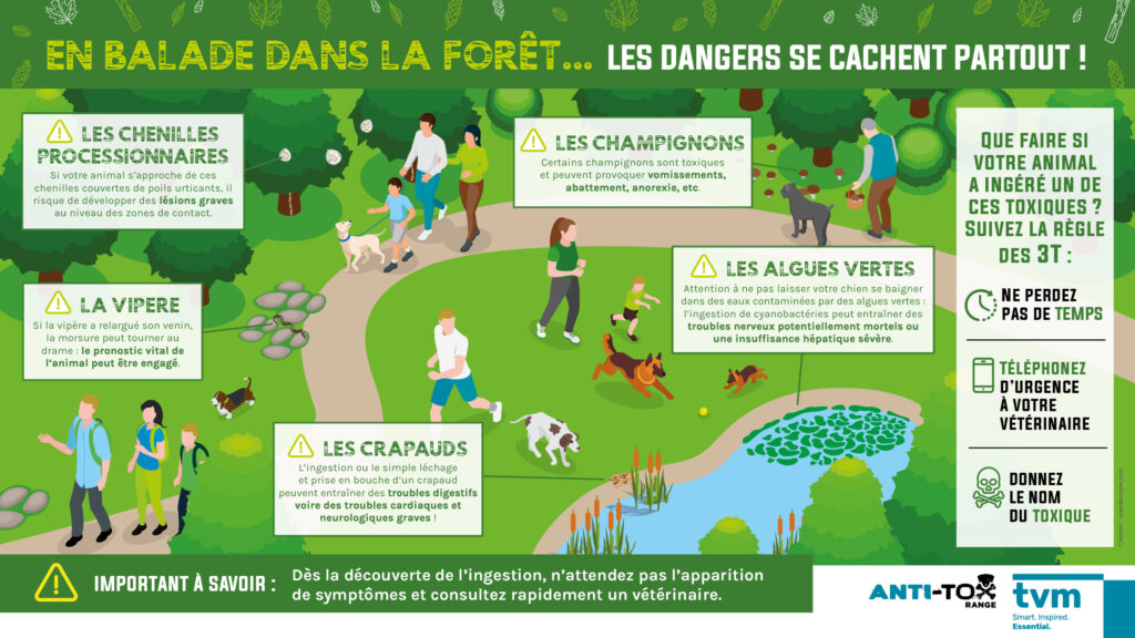 INFOGRAPHIE ET VISUELS ÉCRAN SALLE D'ATTENTE : Les dangers de la forêt. 1