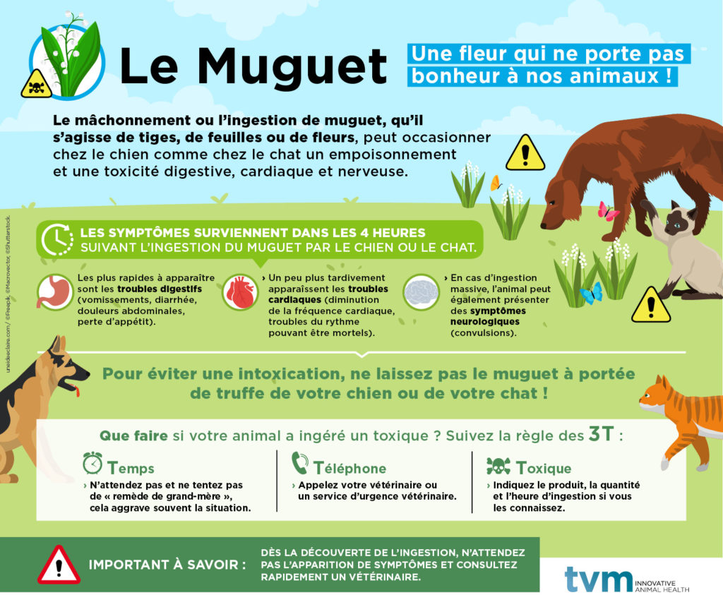 Cette infographie présente les risques d'intoxication des chiens et chats par le muguet, les symptômes et les recommandations en cas d'ingestion accidentelle. 