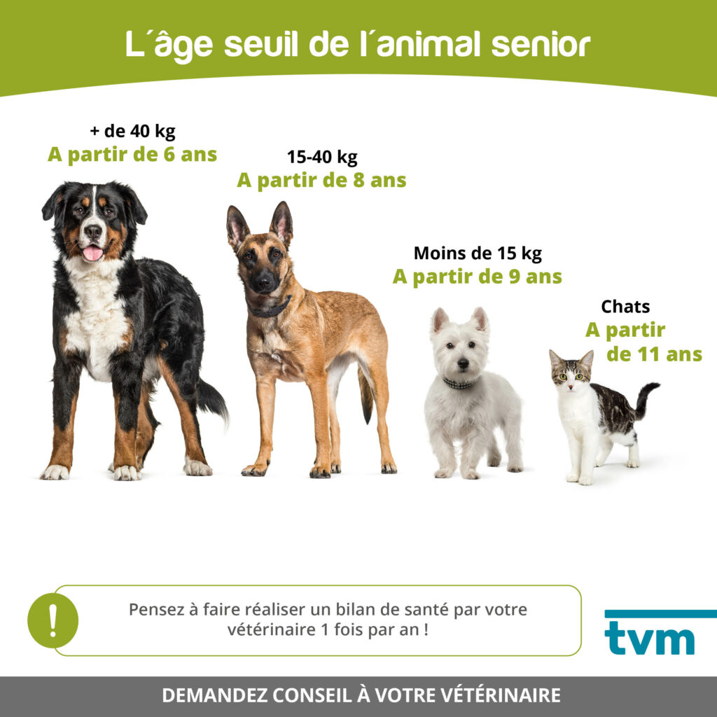 Vidéo et infographies : L'animal senior 2