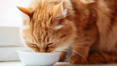 Close up photo of cute ginger cat drinking milk from white bowl. Fluffy thirsty pet on window sill.